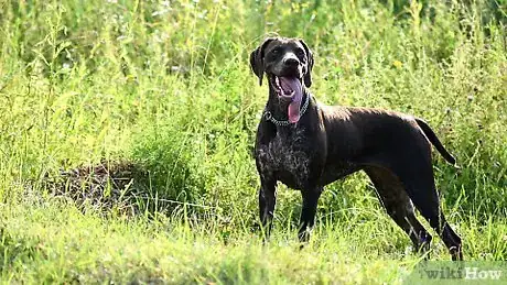 Image titled Make Your Dog Drink Water Step 10