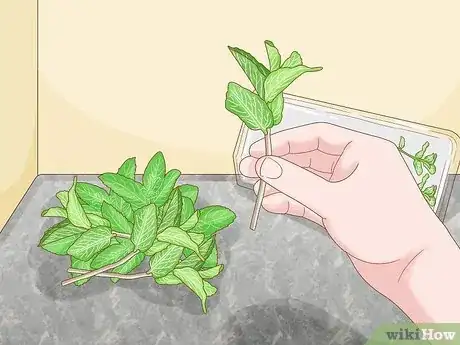 Image titled Grow Mint in a Pot Step 8