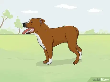 Image titled Identify a Pitbull Step 9