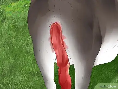 Image titled Tell if a Cow or Heifer Is About to Give Birth Step 3