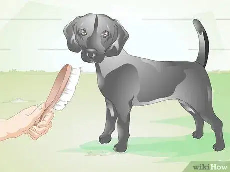 Image titled Brush Your Dog Step 18