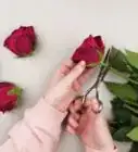 Dry Rose Petals