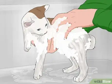 Image titled Bathe a Kitten Step 12