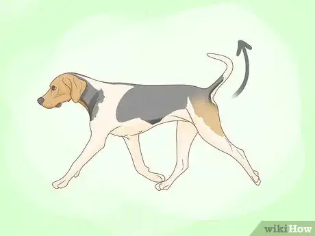 Image titled Identify a Treeing Walker Coonhound Step 5