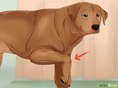 Image titled Tell if a Dog Is in Pain Step 3