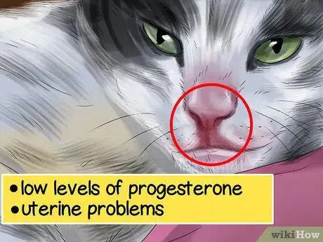 Image titled Help Your Cat Who Had a Miscarriage Step 4