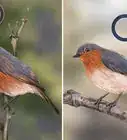 Tell a Male Robin from a Female Robin