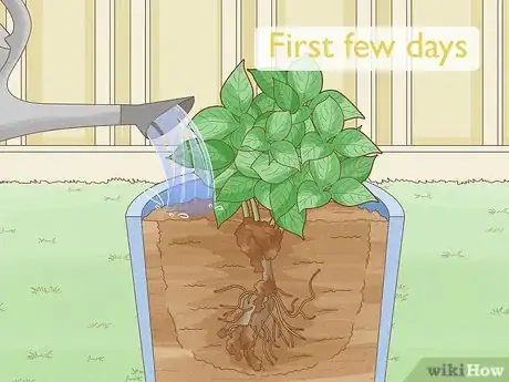 Image titled Plant Hydrangeas Step 10