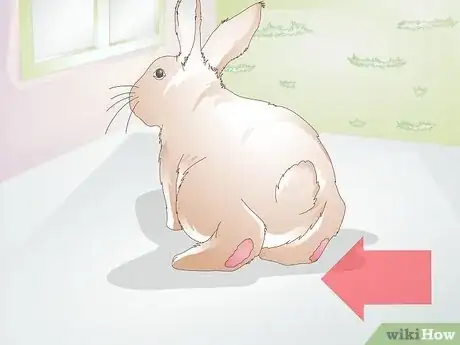 Image titled Diagnose Sore Hocks in Rabbits Step 9