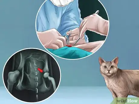 Image titled Diagnose and Treat Dislocated Joints in Cats Step 9