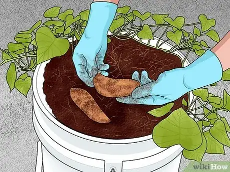 Image titled Grow Sweet Potatoes in Containers Step 11