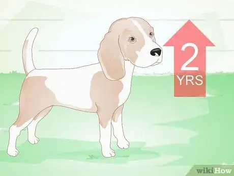 Image titled Choose a Beagle for Breeding Step 4