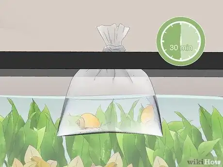 Image titled Set Up a Plant‐Only Aquarium Step 15