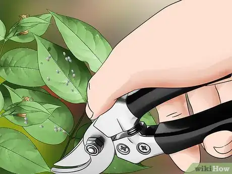 Image titled Kill Mealybugs Step 10