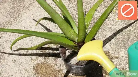 Image titled Plant Aloe Vera Step 6