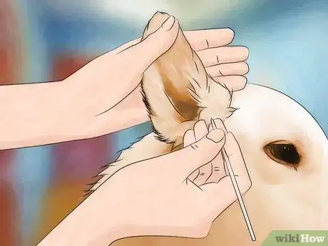 Image titled Treat Ear Mites Step 3