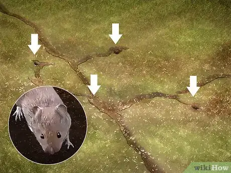 Image titled Kill Voles Step 1