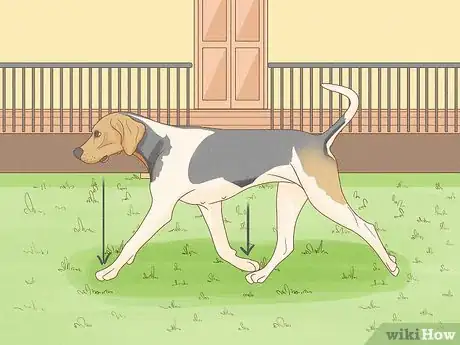 Image titled Identify a Treeing Walker Coonhound Step 6