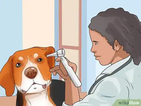 Image titled Diagnose Ear Infections in Beagles Step 11