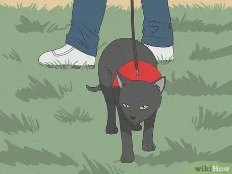 Image titled Take a Cat for a Walk Step 6