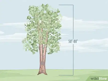 Image titled Identify Different Species of Birch Trees Step 18