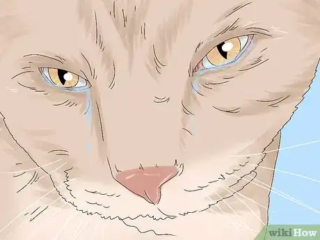 Image titled Treat Watery Eyes in Cats Step 1