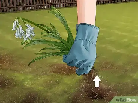 Image titled Get Rid of Onion Weed Step 1