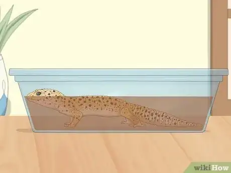 Image titled Give a Lizard a Bath Step 13