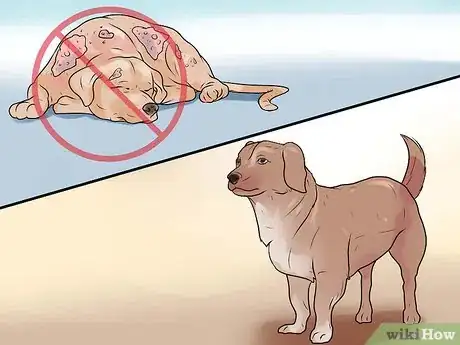 Image titled Identify Mange on Dogs Step 17