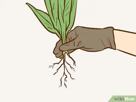 Image titled Make a Kokedama Step 2