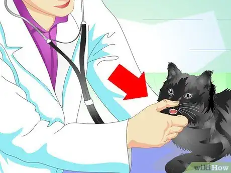 Image titled Get Rid of Bad Cat Breath Step 9