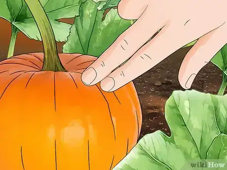 Image titled Grow a Pumpkin Step 11