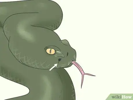 Image titled Identify Snakes Step 4