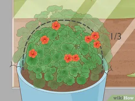 Image titled Grow Nasturtium Indoors Step 11