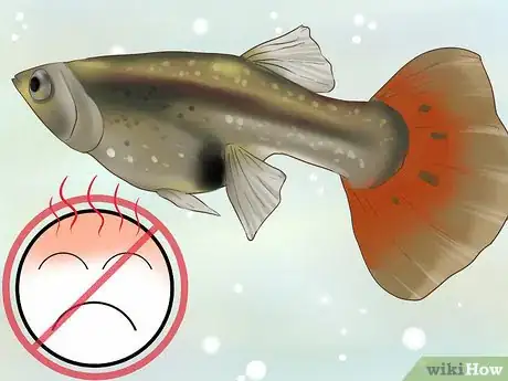 Image titled Find Out if Your Guppy Is Pregnant Step 7