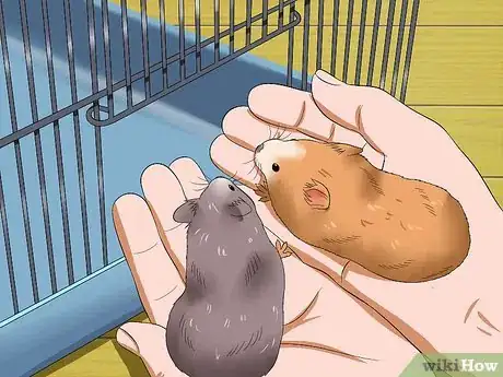 Image titled Get Hamsters to Stop Fighting Step 13