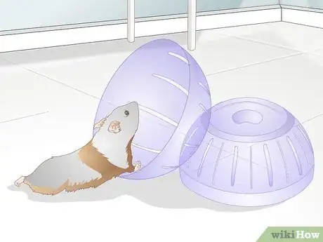 Image titled Use a Hamster Ball Step 12