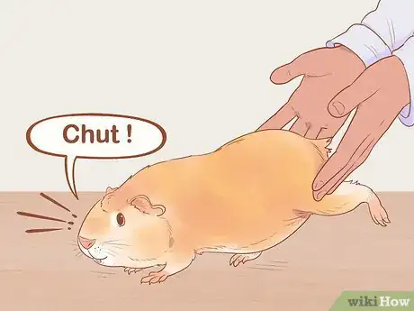 Image titled Understand Guinea Pig Language Step 3