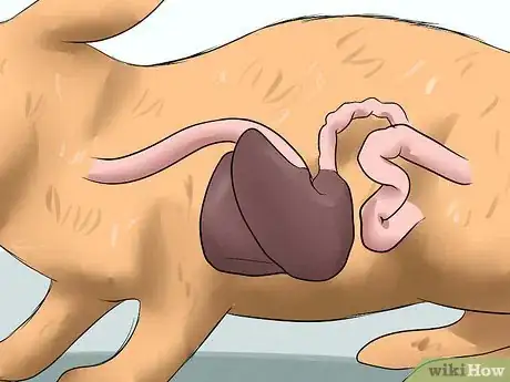 Image titled Prevent Gastrointestinal Stasis in Rabbits Step 12