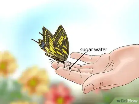 Image titled Easily Catch a Butterfly with Your Hand Step 4