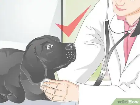 Image titled Diagnose Yellow Foamy Vomit in Dogs Step 5