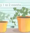 Grow Ivy from Cuttings