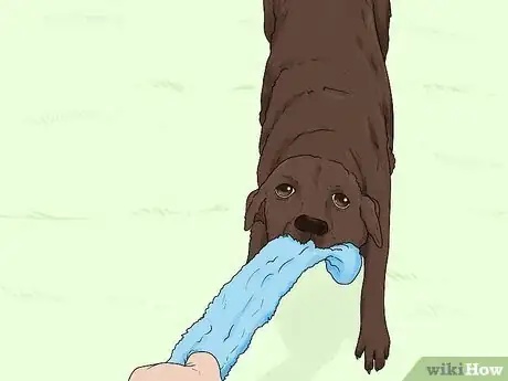 Image titled Identify a Labrador Retriever Step 12