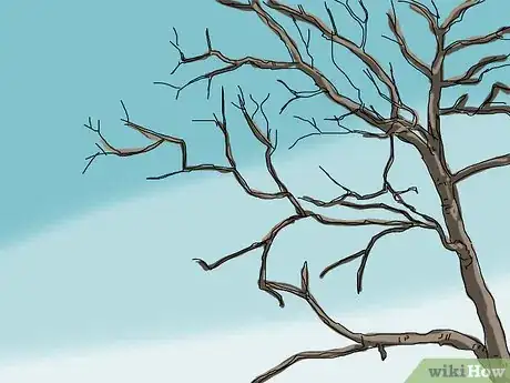 Image titled Identify a Sycamore Tree Step 5