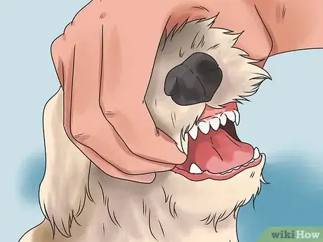 Image titled Check if Your Dog Is Healthy and Happy Step 9