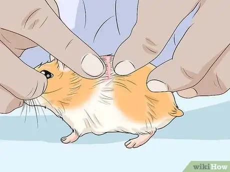 Image titled Spot Illness in Hamsters Step 11