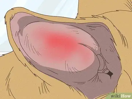 Image titled Treat Aural Hematomas in Dogs Step 6