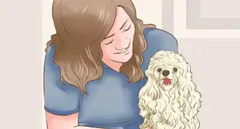 Choose a Poodle for Breeding