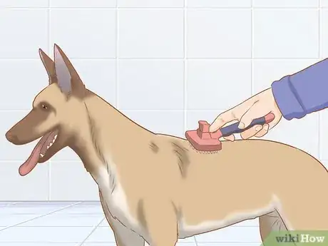 Image titled Care for a Belgian Malinois Step 14