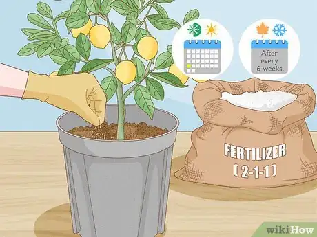 Image titled Grow Lemon Trees Indoors Step 12